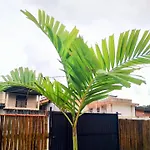 Obangalo Maranduba Chale Inteiro